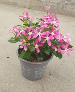 Hovedbilde Gravmyrt Rosa - CATHARANTHUS ROSEUS 'SOIREE ...