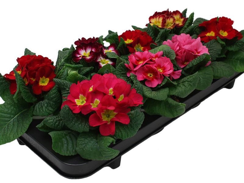 Primula vulgaris/acaulis P11 Standard