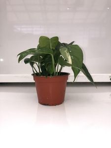 Hovedbilde Monstera - EPIPREMNUM PINNATUM  - 165594