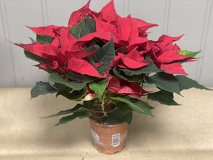 Hovedbilde Julestjerne - R&Oslash;D EUPHORBIA PULCHERRIMA GRENET  - ...