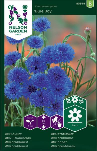 Kornblomst 'Blue Boy'