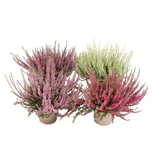 Hovedbilde Calluna vulgaris Garden Girls Mix