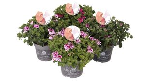 Hovedbilde Pelargonia - Pelargonium Grandifl.Angel Parfum  - ...