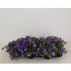 Hovedbilde Millionbells - Calibrachoa Light Blue  - 162709