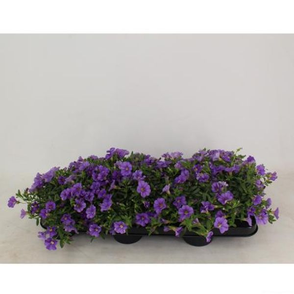 Millionbells - Calibrachoa Light Blue  - 162709