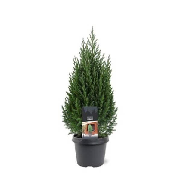 Kinaeiner Stricta D23