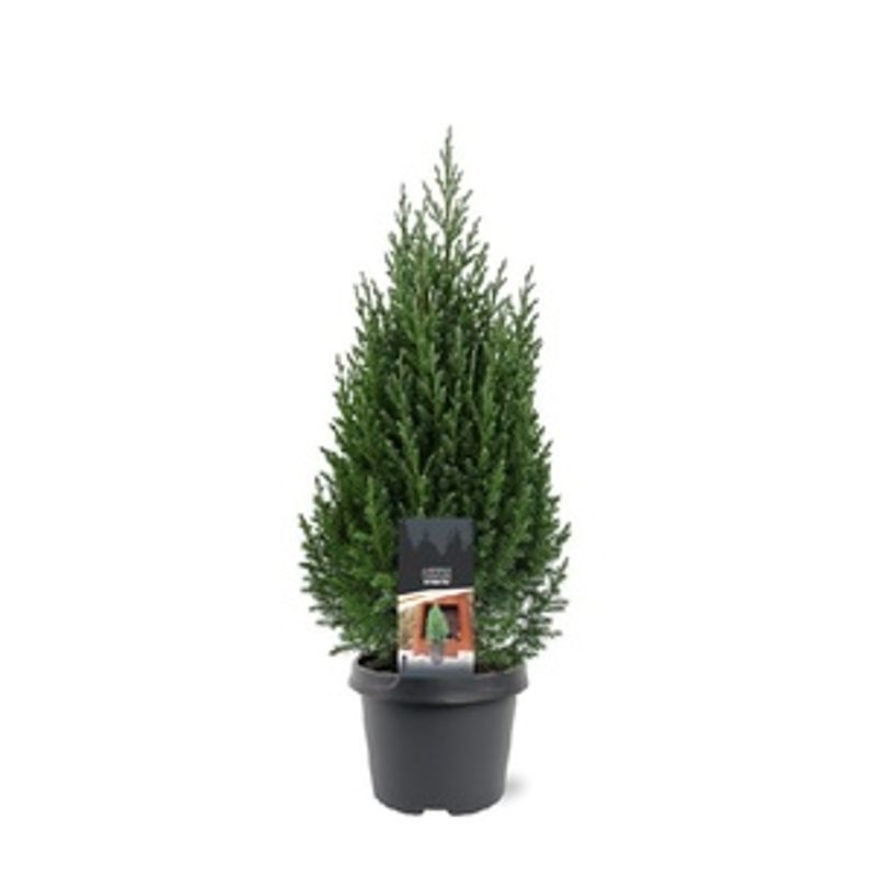Kinaeiner Stricta D23