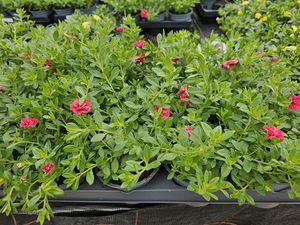 Hovedbilde Millionbells - CALIBRACHOA MILLION BELLS DOUBLE ...