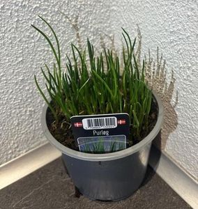 Hovedbilde Gressl&oslash;k - ALLIUM SCHOENOPRASUM/PURL&Oslash;G.  - 161649