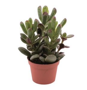 Hovedbilde Jadeplante - CRASSULA-HYBRID 'HORN TREE MINOR' - ...