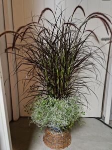 Hovedbilde Prydgress - PENNISETUM MIX 'KONGEMIX' - 165321
