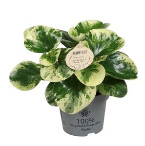 Hovedbilde PEPEROMIA OBTUSIFOLIA 'GREEN GOLD' - 165594