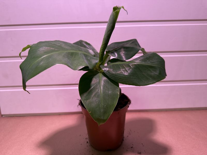 Philodendron Birkin - 152839-2