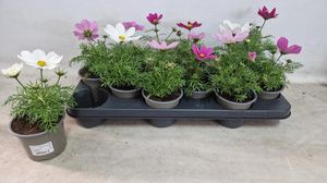 Hovedbilde Cosmos bipinnatus mix  - 162709
