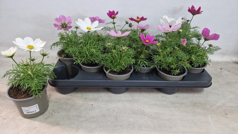 Cosmos bipinnatus mix  - 162709