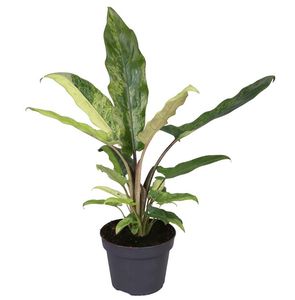 Hovedbilde Kinesisk eviggr&oslash;nn - ALOCASIA  - 165594