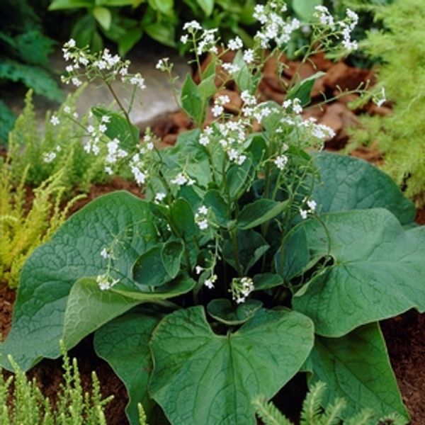 Brunnera Betty Bowring D13