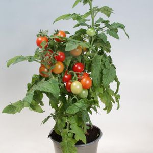 Hovedbilde Tomat - LYCOPERSICON LYCOP./TOMAT 'RED ROBIN' - ...