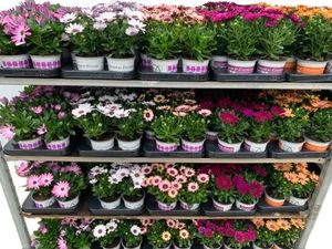 Hovedbilde Spansk Margeritt - Osteospermum mix cc  - 161653