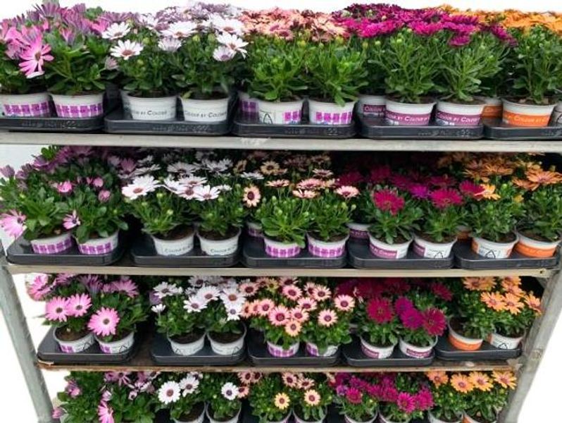 Spansk Margeritt - Osteospermum mix cc  - 161653