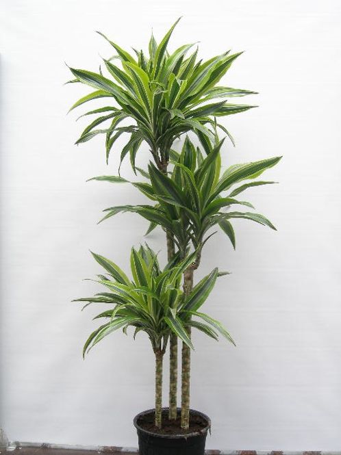 Hovedbilde DRACAENA DEREMENSIS 'LEMON LINE' - 1146461