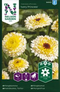 Hovedbilde Ringblomst, Ivory Princess