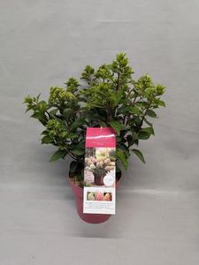 Hovedbilde Syrinhortensia - Hydrangea pan. Pinklight  - ...