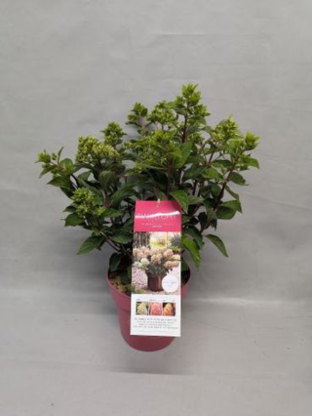 Syrinhortensia - Hydrangea pan. Pinklight  - 164360