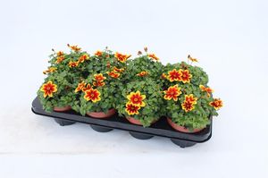 Hovedbilde Bidens ferulifolia Beedance Painted Yellow  - ...