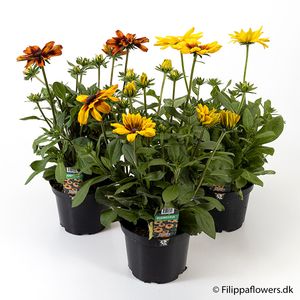 Hovedbilde Solhatt - RUDBECKIA-HYBRID  - 165321