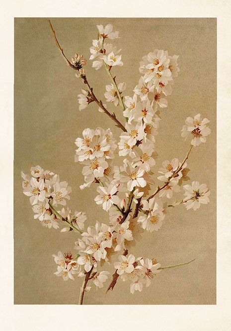 Hovedbilde Vintage poster beige kirseblomster