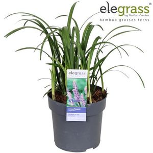 Hovedbilde Prydgress - Liriope muscari Ingwersen  - 163892