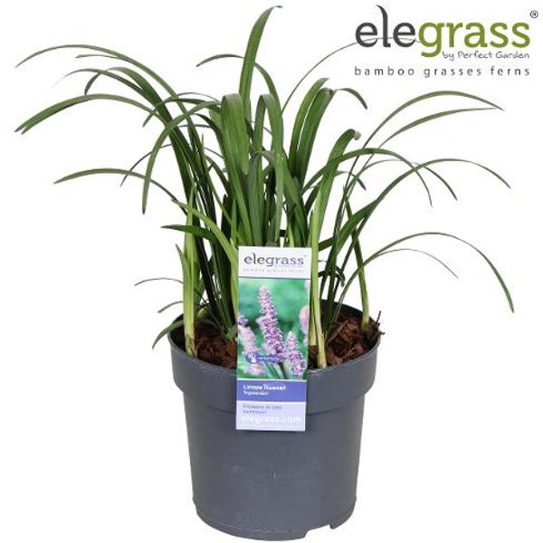 Prydgress - Liriope muscari Ingwersen  - 163892