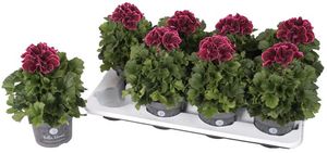 Hovedbilde Pelargonia - Pelargonium Grandifl.Bella Donna ...