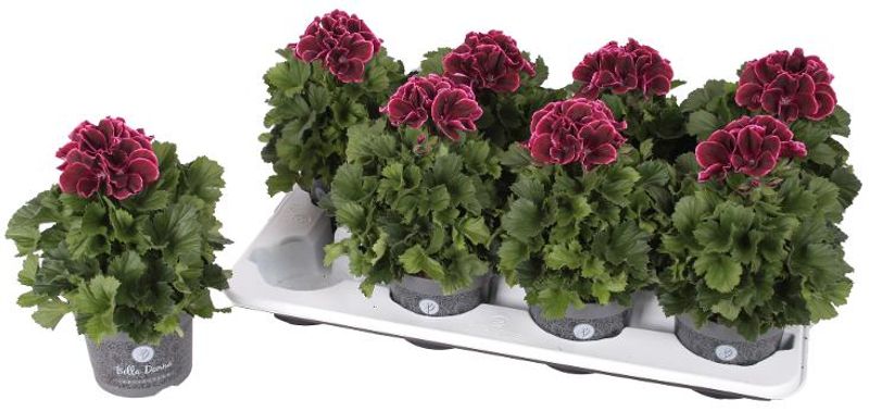 Pelargonia - Pelargonium Grandifl.Bella Donna bordeaux  - 162709