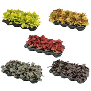 Hovedbilde Hagealunrot - Heuchera Meristem Mix