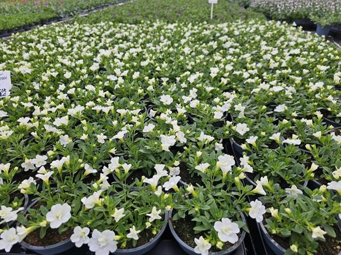 Hovedbilde Millionbells - CALIBRACHOA MILLION BELLS DOUBLE ...