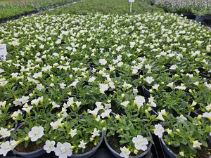 Hovedbilde Millionbells - CALIBRACHOA MILLION BELLS DOUBLE ...