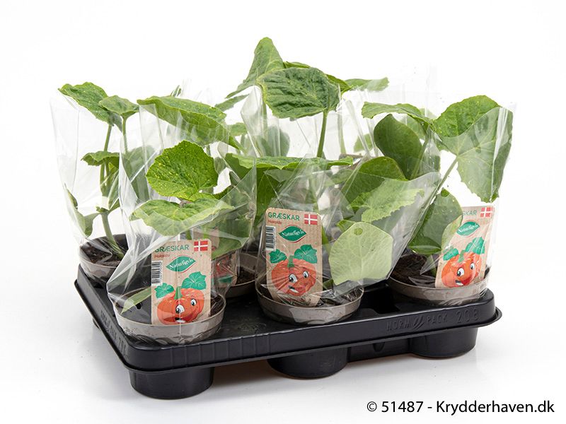 Squash - CUCURBITA PEPO/SQUASH  - 161649