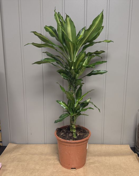 Hovedbilde DRACAENA FRAGRANS  - 152839-1