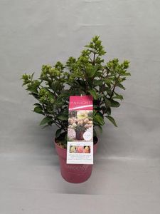 Hovedbilde Syrinhortensia - Hydrangea pan. Pinklight  - ...