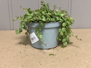 Hovedbilde Peperomia Prostrata