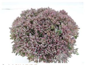 Hovedbilde Sedum Painted Pebble  - 165583