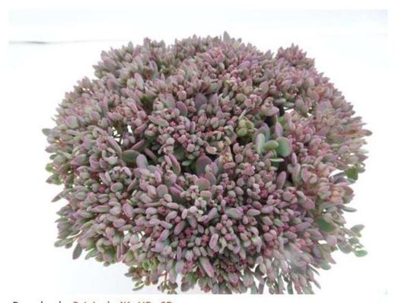 Sedum Painted Pebble  - 165583