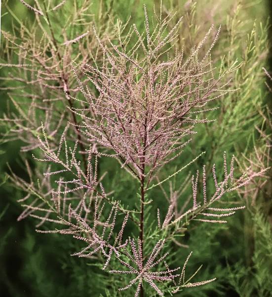 Tamarix parviflora D28