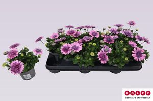 Hovedbilde Spansk margeritt - Osteospermum 3d Pink  - 162709