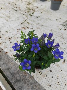 Hovedbilde GENTIANA HYBRID  - 165594