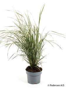 Hovedbilde Hager&oslash;rkvein - CALAMAGROSTIS X ACUTIFLORA  - ...