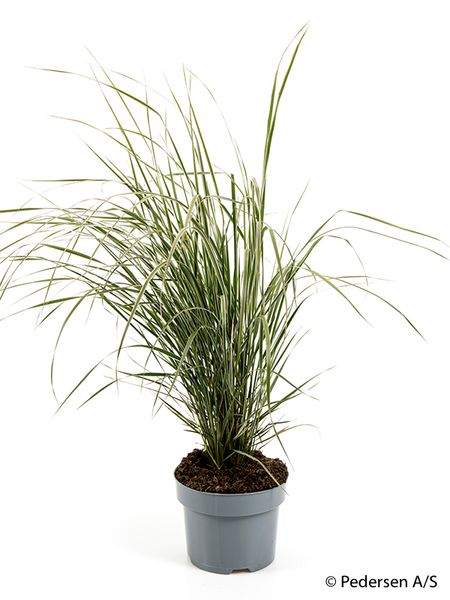 Hagerørkvein - CALAMAGROSTIS X ACUTIFLORA  - 164866