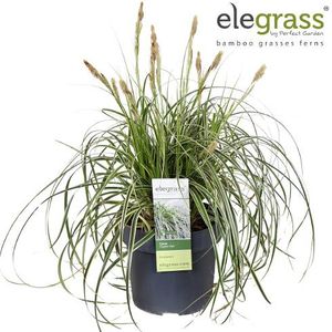 Hovedbilde Prydgress - Carex Feather Falls  - 163892
